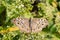 Grey Pansy butterfly Junonia atlites