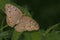 Grey Pansy butterfly (Junonia atlites)
