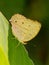 Grey Pansy - Junonia atlites brown colour butterfly,  found in India, southern China, Cambodia, Indochina, the Malay Peninsula,