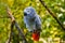 Grey parrot