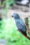 Grey parrot holding on branch