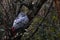 Grey parrot, in Latin called psirttacus erithacus, sitting in the tree crown sleeping.