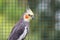 Grey parrot - Nymphicus hollandicus.