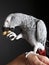 Grey Parrot opening peanut