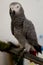 Grey parrot - psittacus erithacus - image - photo
