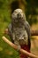 Grey Parrot with a Red Tail on a Wood Perch