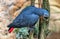 Grey parrot wildlife colored bird