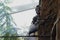 Grey parrots, in Latin called psittacus erithacus, sitting on artificial tree and on metal rod in enclosure.