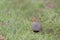 Grey partridge