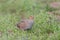 Grey partridge