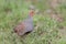 Grey partridge