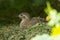 Grey partridge