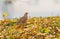 Grey Partridge in Autumn