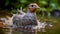 Grey Partridge bathing in the river