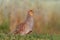 Grey partridge in a beautiful sunlight