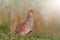 Grey partridge in a beautiful sunlight with sunny hotspot