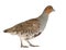 Grey Partridge, Perdix perdix, also known as the English Partridge, Hungarian Partridge, or Hun