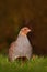 Grey partridge, Perdix perdix, bird sitting in the green grass. Animal in the nature meadow habitat. Detail portrait of Grey