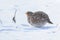 Grey partridge on the snow
