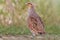 Grey partridge stands in the middle of the road