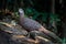 Grey Peacock-Pheasant(Polyplectron bicalcaratum)