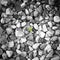 Grey pebbles texture with green  trefoil lleaf