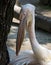 Grey pelican long-billed bird