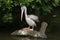 Grey pelican (Pelecanus philippensis)