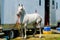 Grey Percheron Draft Horse