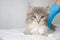 Grey Persian Little fluffy Maine coon kitte at vet clinic and ha