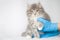 Grey Persian Little fluffy Maine coon kitte at vet clinic and ha