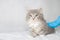 Grey Persian Little fluffy Maine coon kitte at vet clinic and hands in blue gloves . Cat looks to the camera. Space for text -