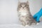 Grey Persian Little fluffy Maine coon kitte at vet clinic and hands in blue gloves . Cat looks to the camera. Space for text -