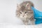 Grey Persian Little fluffy Maine coon kitte at vet clinic and hands in blue gloves . Cat looks to the camera. Space for text -