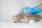 Grey Persian Little fluffy Maine coon kitte at vet clinic and hands in blue gloves . Cat is sleeping. - Medicine, pet, animals,