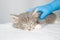 Grey Persian Little fluffy Maine coon kitte at vet clinic and hands in blue gloves . Cat is sleeping. - Medicine, pet, animals,