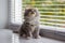 Grey Persian Little fluffy Maine coon kitten sits near door window and looking up . Newborn kitten, Kid animals and adorable cats