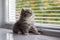 Grey Persian Little fluffy Maine coon kitten sits near door window and looking up . Newborn kitten, Kid animals and adorable cats