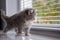 Grey Persian Little fluffy Maine coon kitten sits and paws the door window and waits for the owner . Newborn kitten, Kid animals a