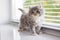 Grey Persian Little fluffy Maine coon kitten stands near door window and looking up . Newborn kitten, Kid animals and adorable cat