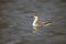 Grey Phalarope, Phalaropus fulicaria