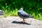 Grey Pidgeon/ Pidgin sat on a street