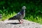 Grey Pidgeon/ Pidgin sat on a street