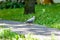 Grey Pidgeon/ Pidgin sat on a street