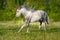 Grey piebald horse