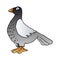 Grey pigeon cartoon