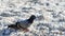 Grey pigeon. City birds. Dove - a bird of peace.