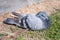 Grey Pigeon Dove