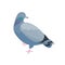 Grey pigeon flat vector illustration. Bird with dark plumage. Feathered dove standing on one leg. Street fauna, wildlife