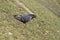 Grey pigeon going down along a downhill lawn in a sunny day, side view